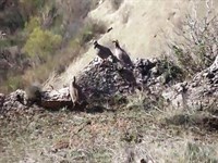 Doğamızda Keklikler